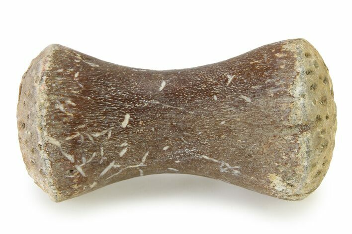 Fossil Plesiosaur Paddle Bone - Texas #322918